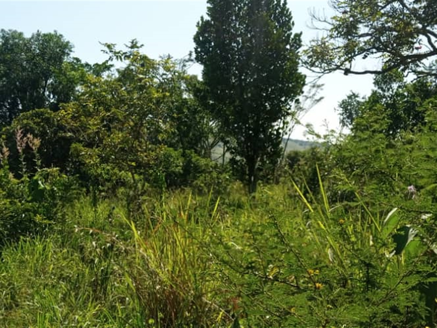 Multipurpose Land for sale in Gambwa Mityana