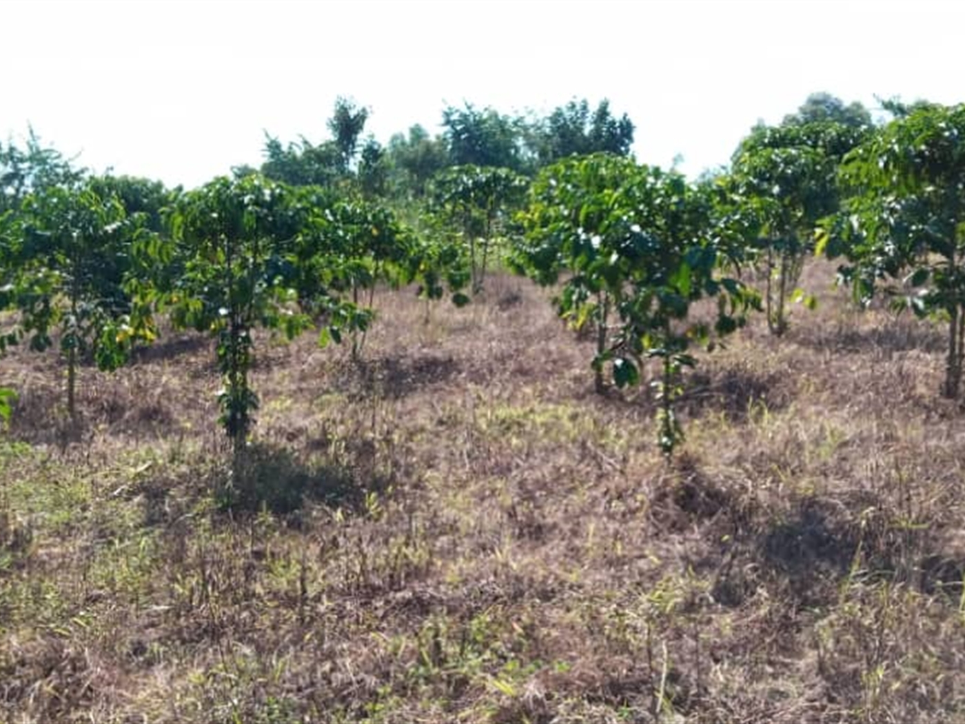 Multipurpose Land for sale in Gambwa Mityana