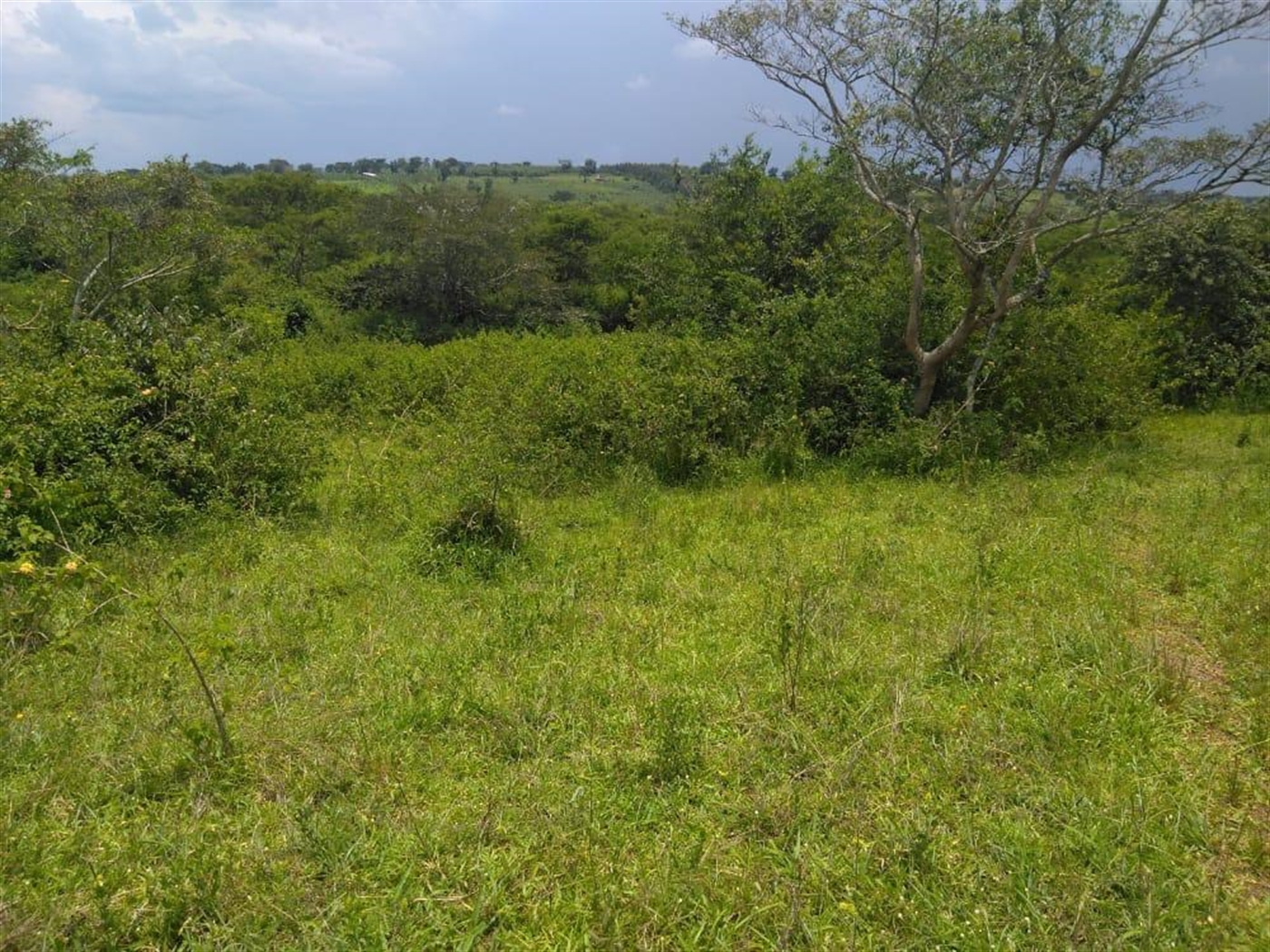 Multipurpose Land for sale in Gomba Sembabule
