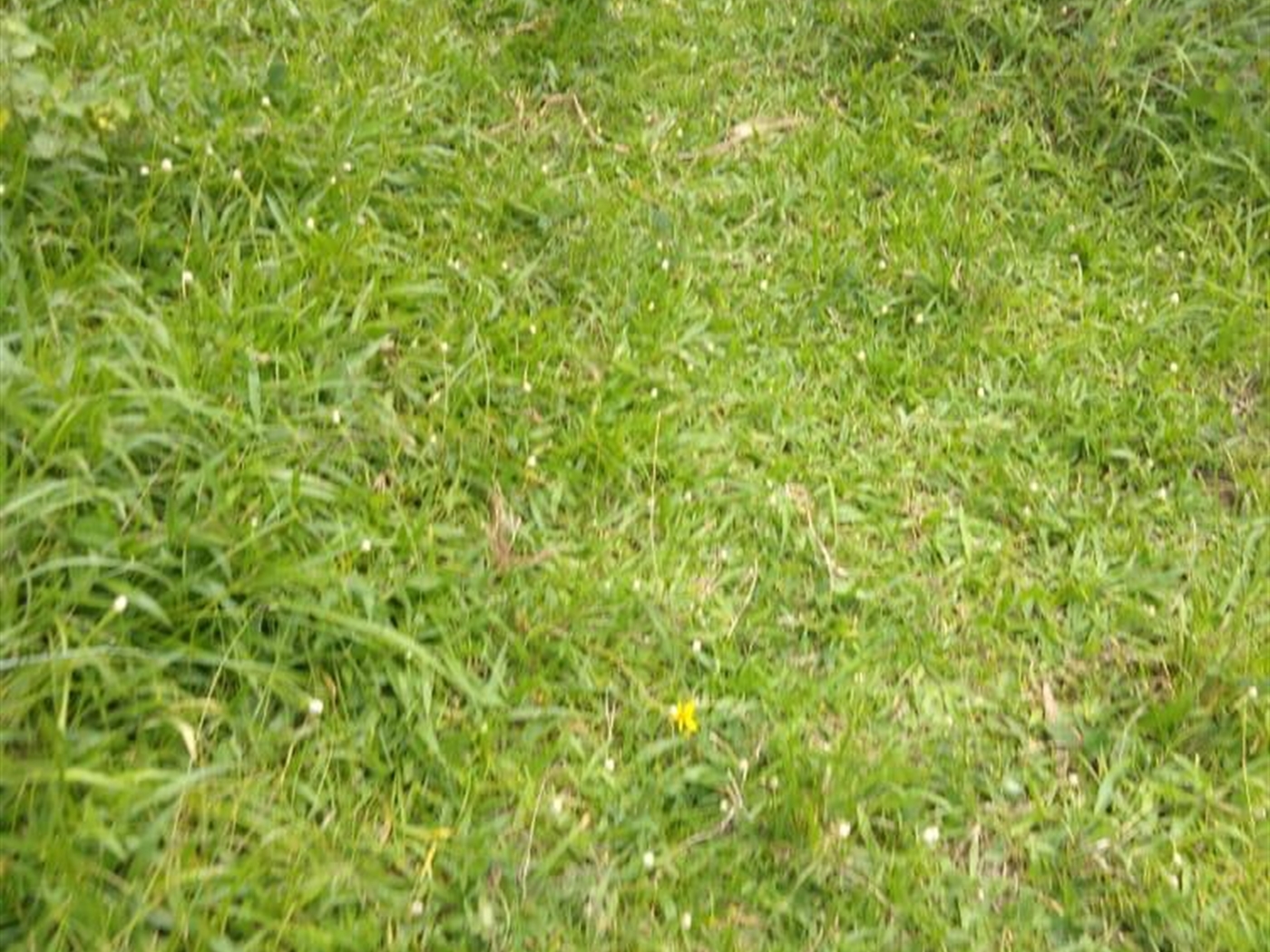 Multipurpose Land for sale in Gomba Sembabule