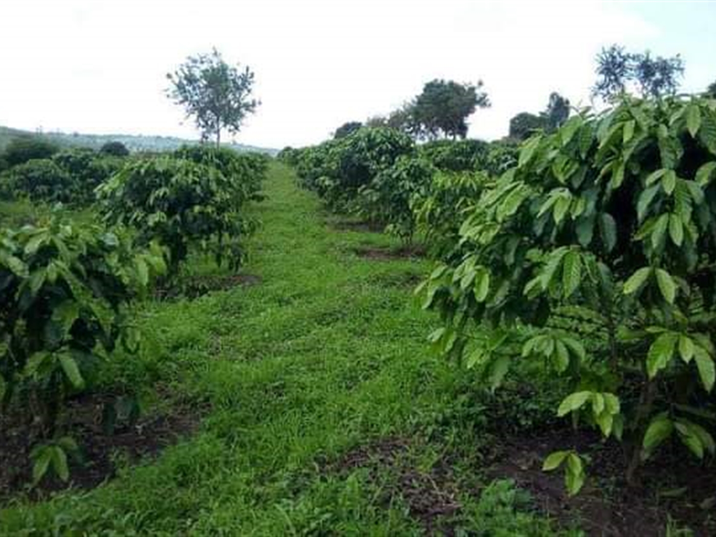 Agricultural Land for sale in Kassanda Mityana