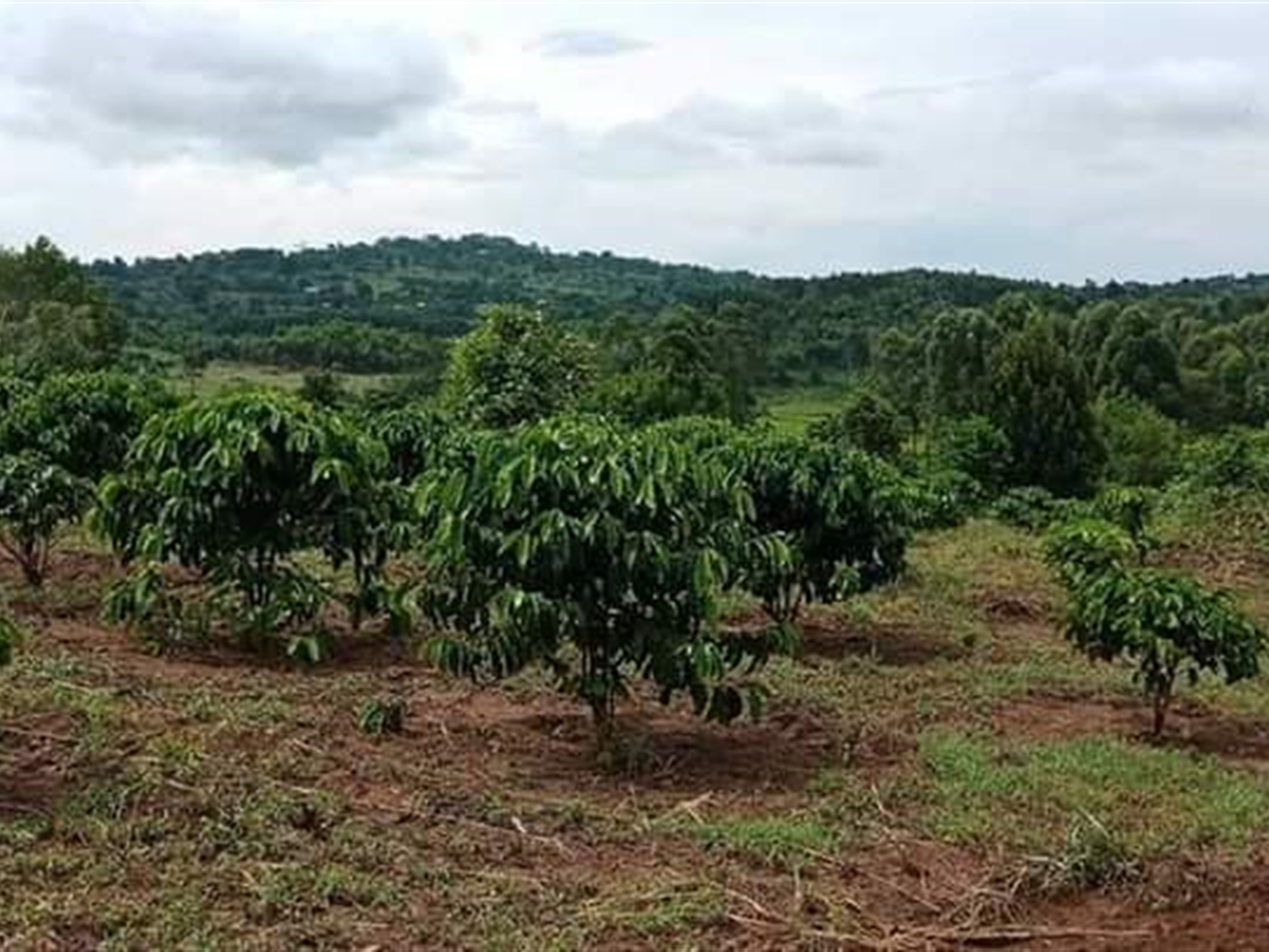 Agricultural Land for sale in Kassanda Mityana