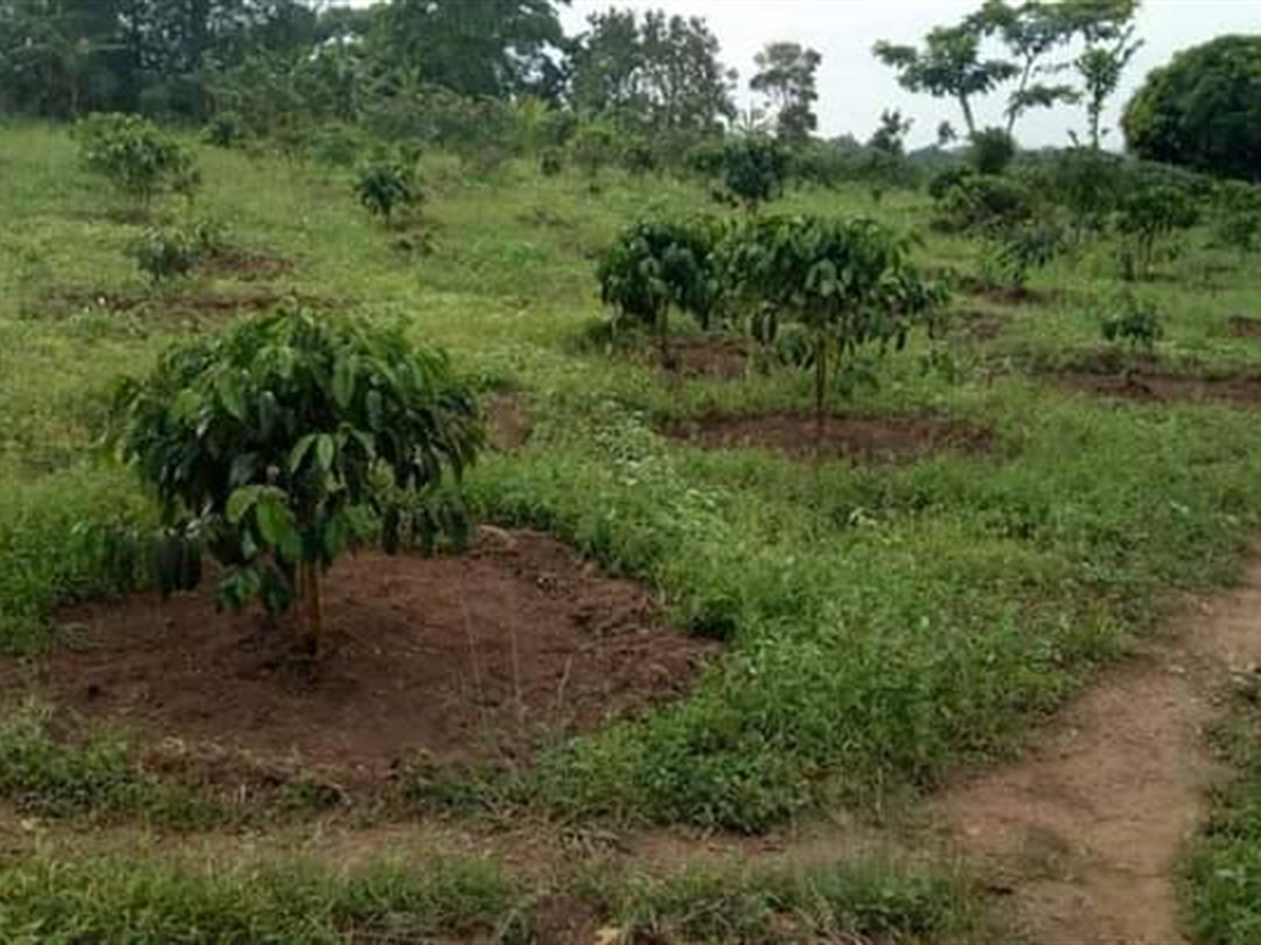 Agricultural Land for sale in Kassanda Mityana