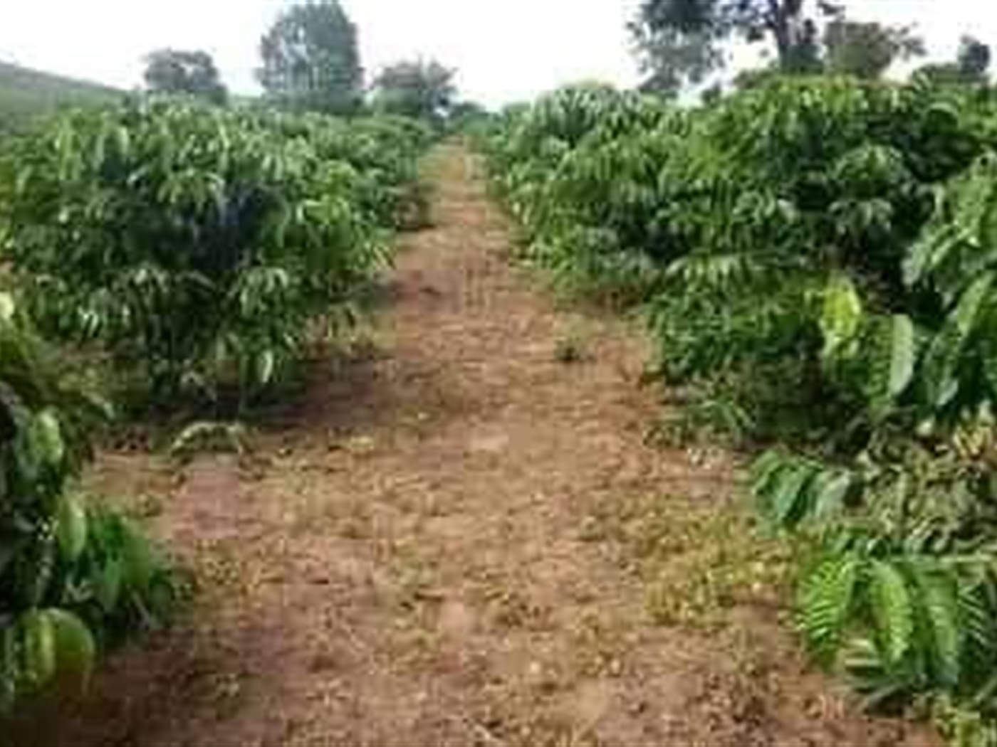 Agricultural Land for sale in Kassanda Mityana