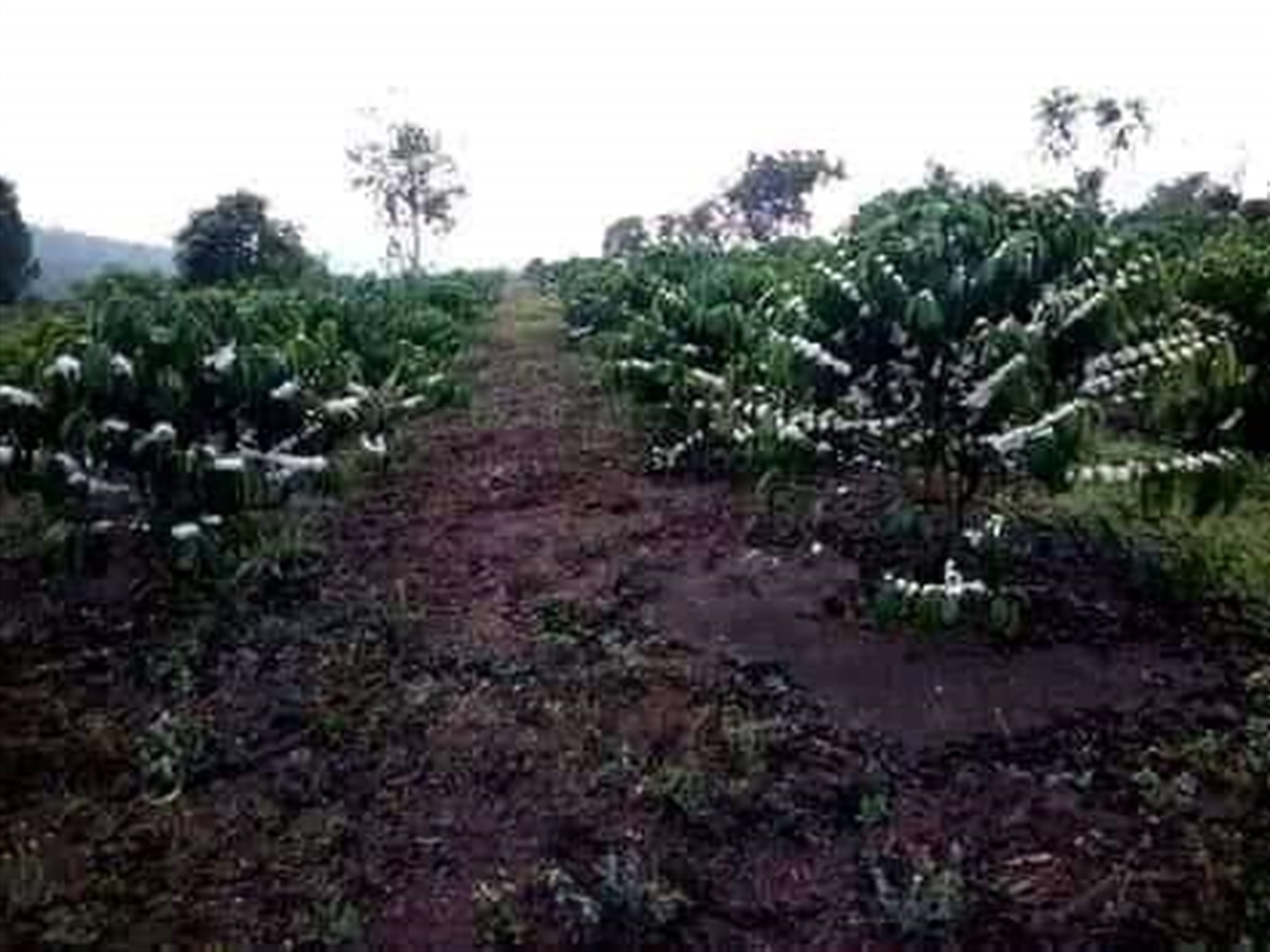 Agricultural Land for sale in Kassanda Mityana