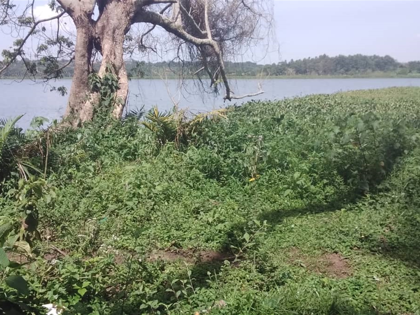 Multipurpose Land for sale in Village Bugiri