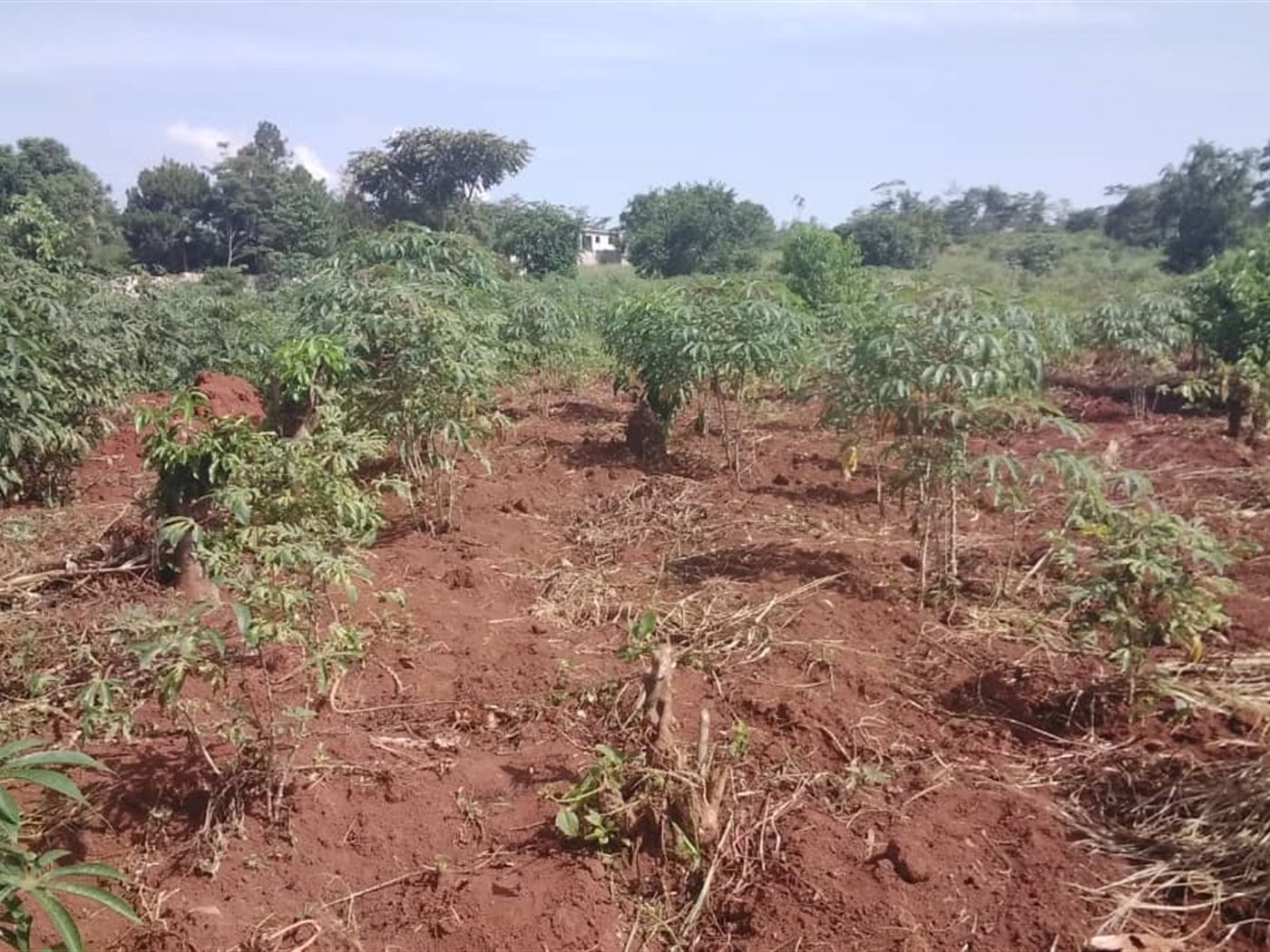 Multipurpose Land for sale in Village Bugiri