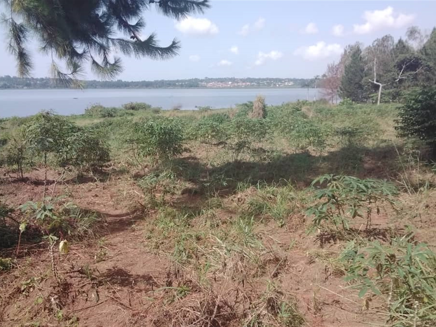 Multipurpose Land for sale in Village Bugiri