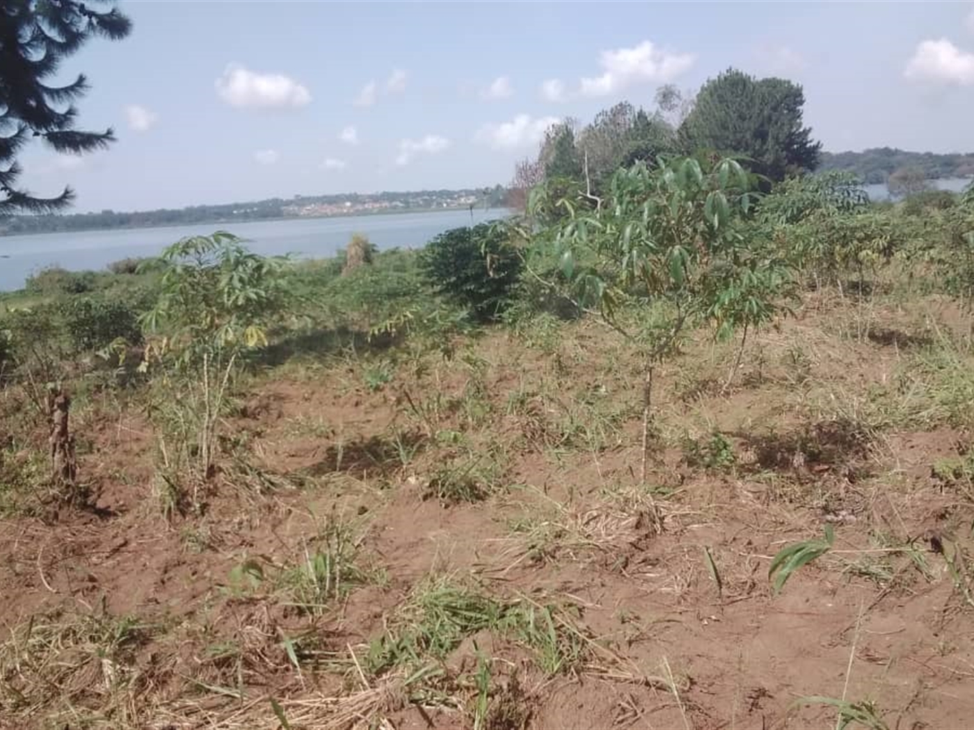 Multipurpose Land for sale in Village Bugiri