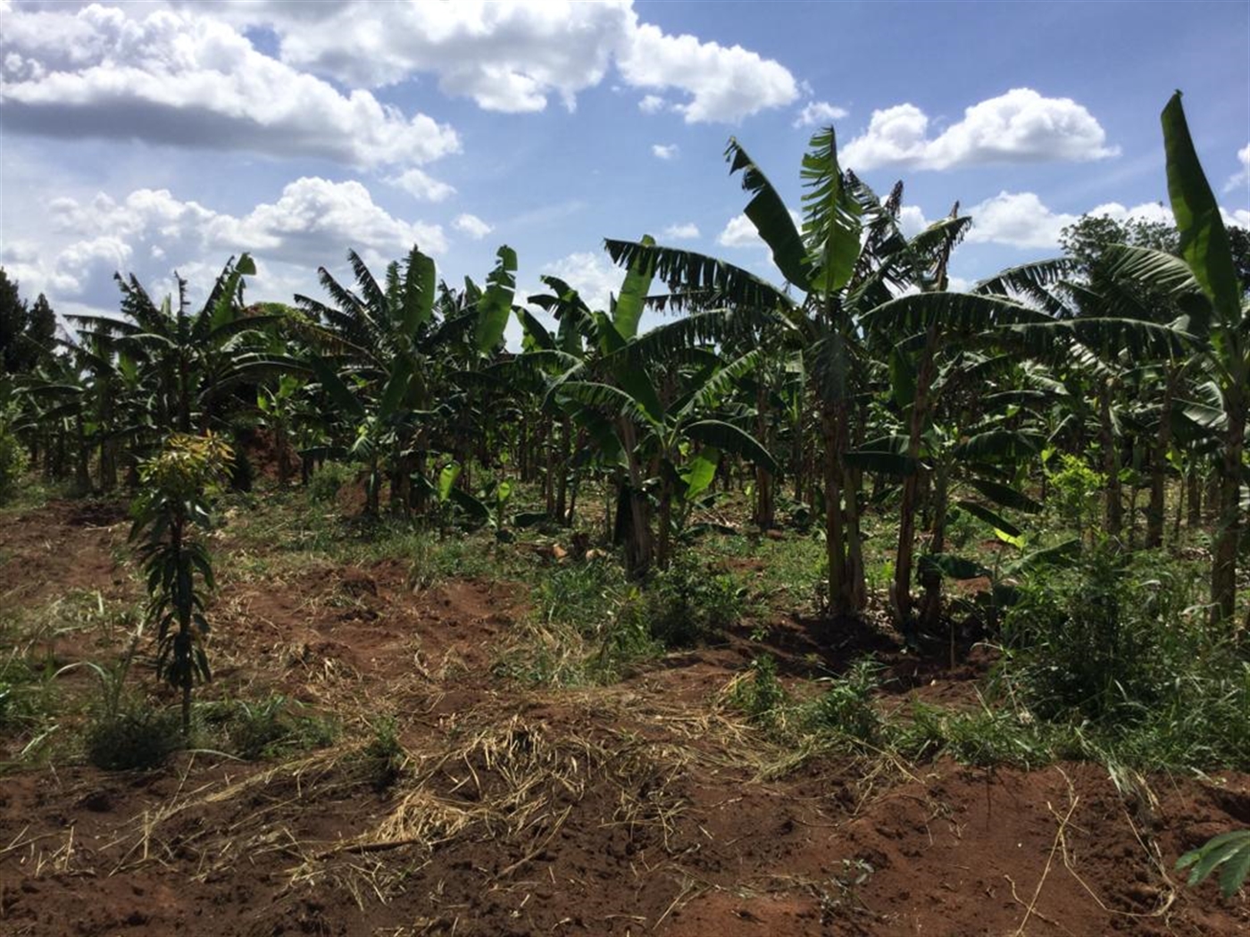 Multipurpose Land for sale in Kamila Luweero