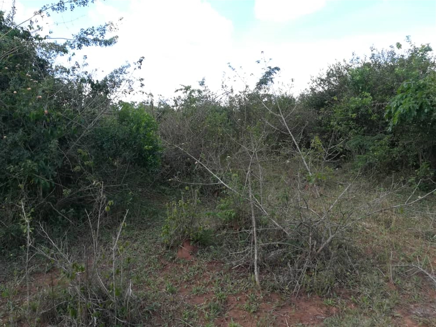 Multipurpose Land for sale in Bbaale Kayunga