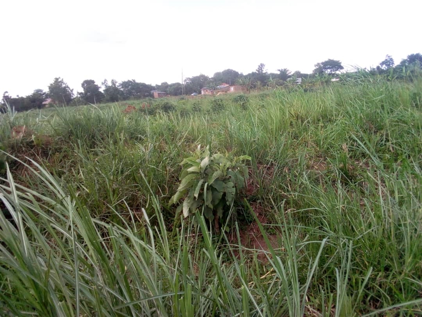 Multipurpose Land for sale in Mityanabussujju Mityana