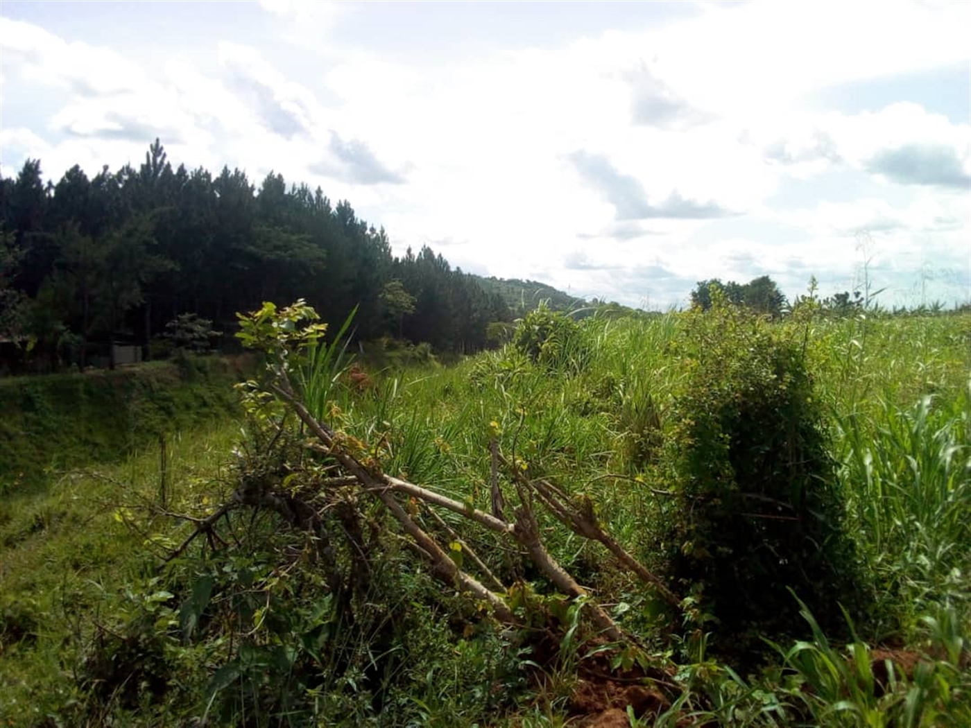 Multipurpose Land for sale in Mityanabussujju Mityana