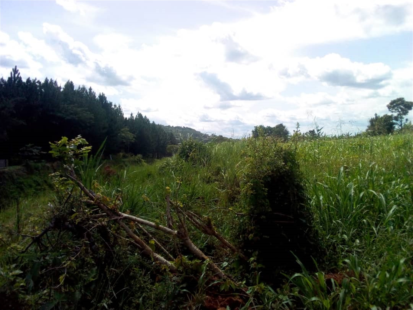 Multipurpose Land for sale in Mityanabussujju Mityana