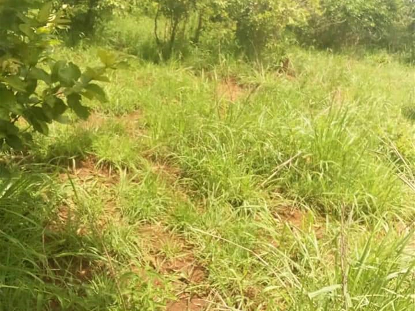 Multipurpose Land for sale in Luweero Nakasongola