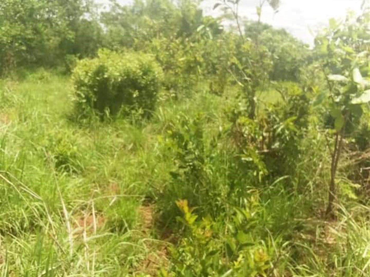 Multipurpose Land for sale in Luweero Nakasongola