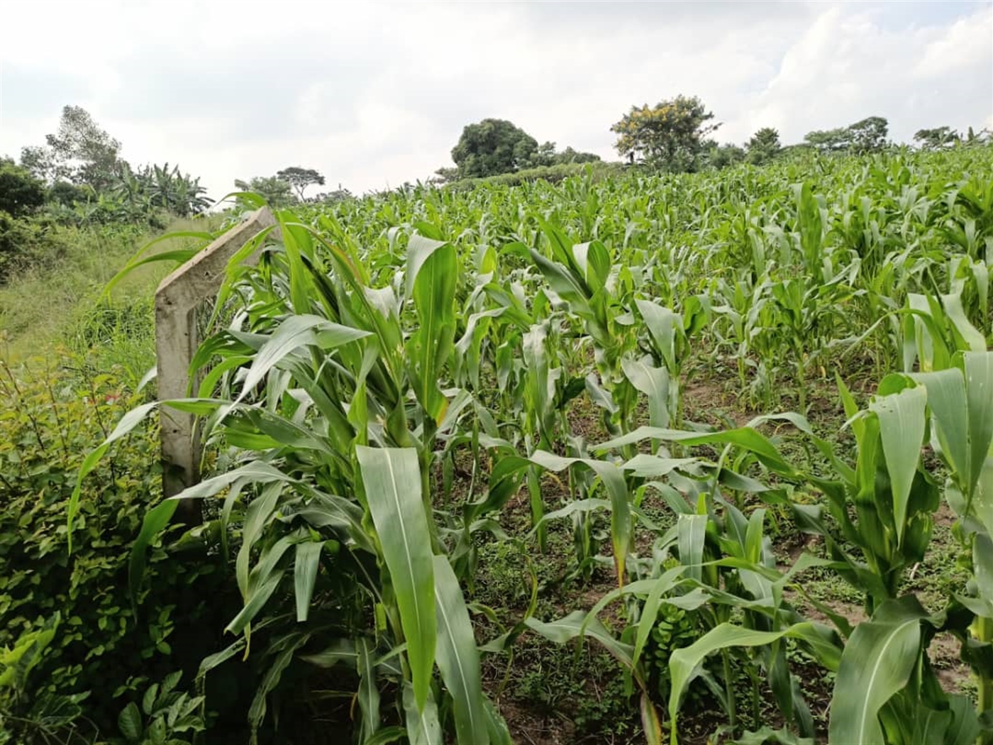 Multipurpose Land for sale in Matugga Wakiso