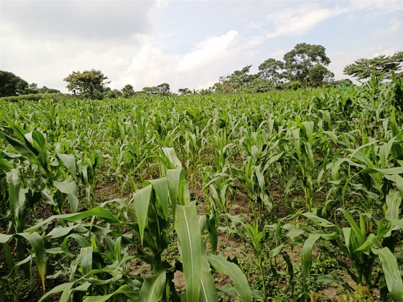 Multipurpose Land for sale in Matugga Wakiso