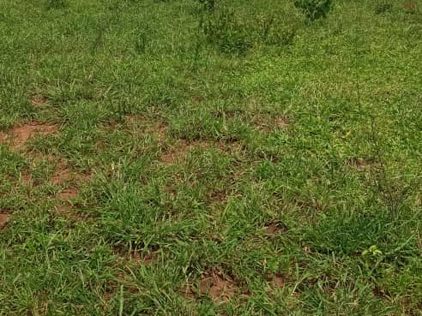 Multipurpose Land for sale in Kikyuusa Luweero