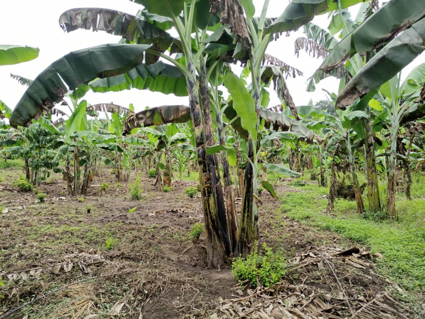 Agricultural Land for sale in Kasala Jinja