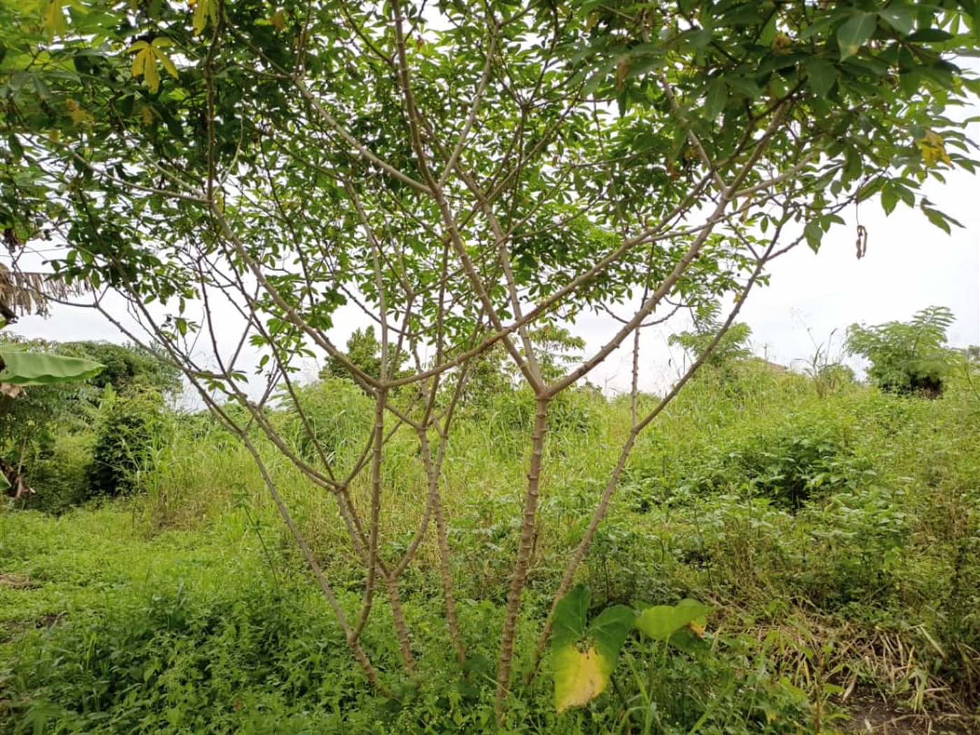 Agricultural Land for sale in Kasala Jinja