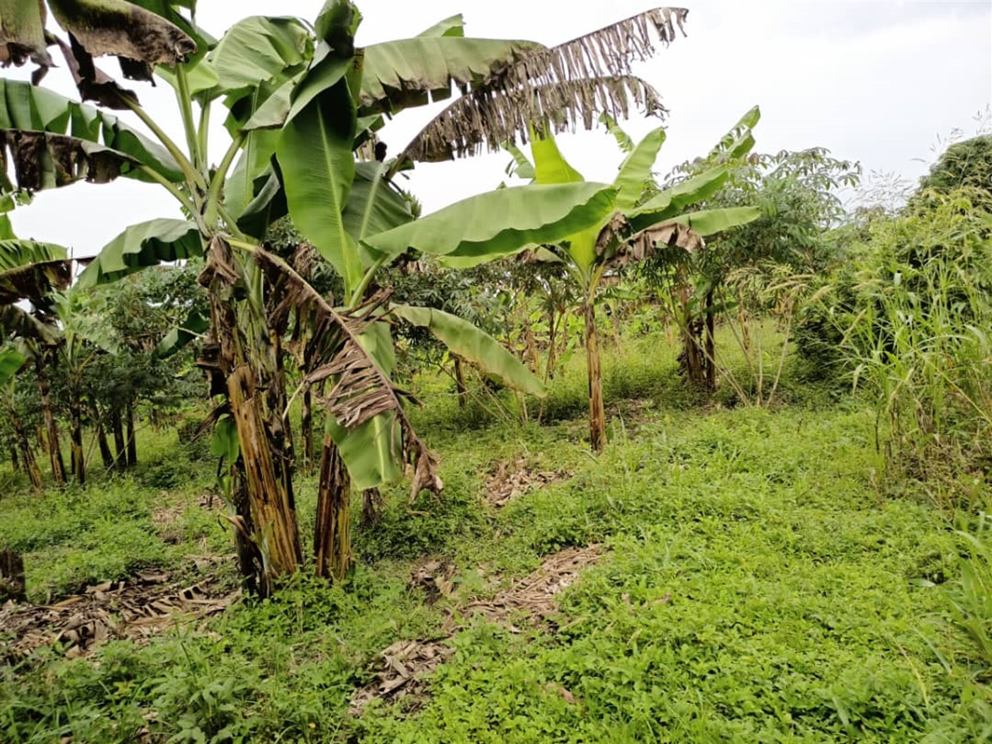 Agricultural Land for sale in Kasala Jinja