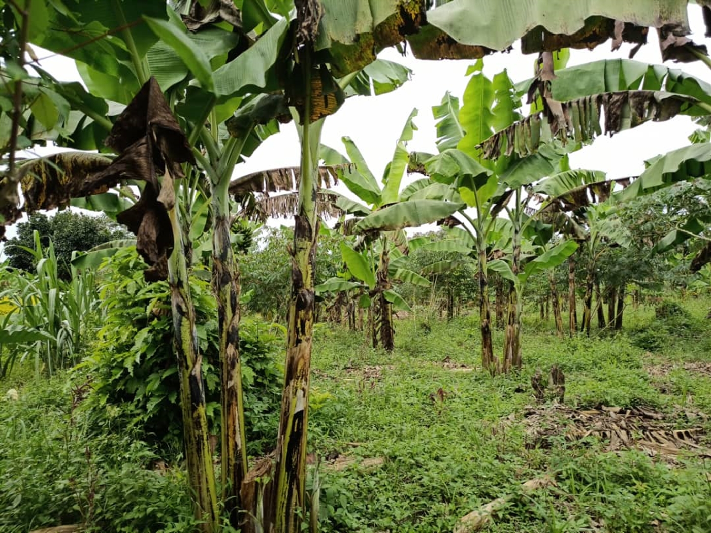 Agricultural Land for sale in Kasala Jinja