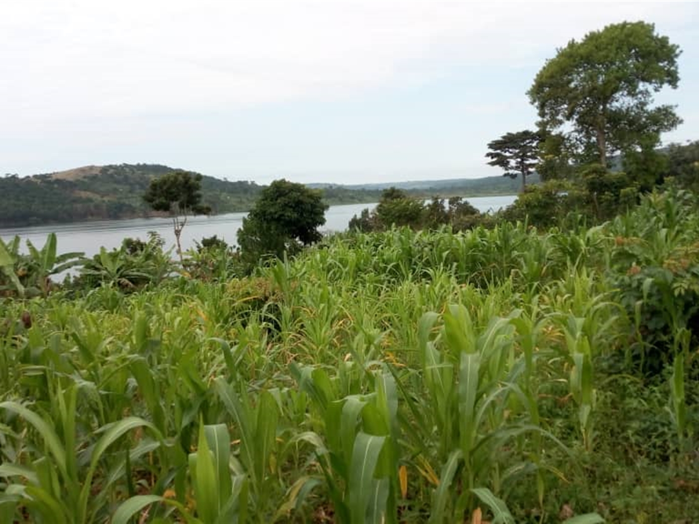 Commercial Land for sale in Senyi Buyikwe