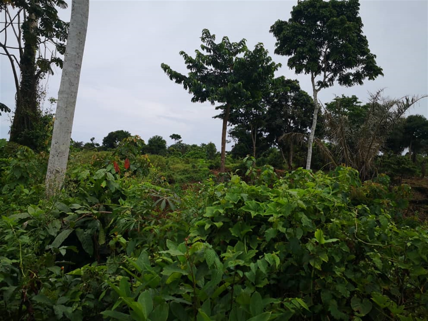 Agricultural Land for sale in Bukasa Kalangala