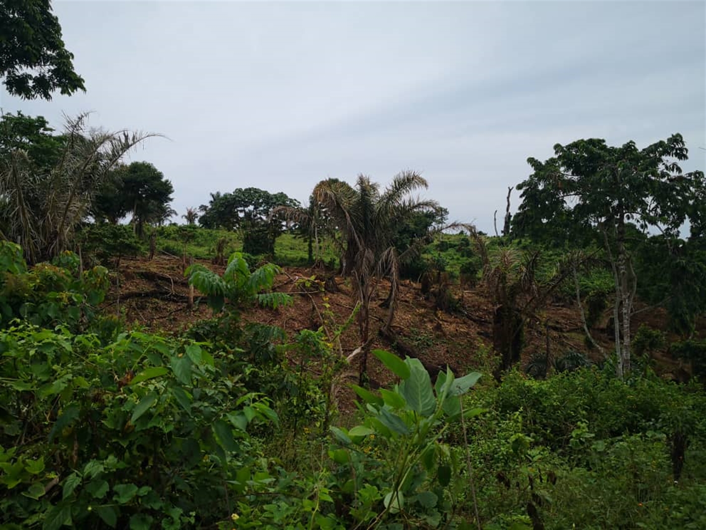 Agricultural Land for sale in Bukasa Kalangala