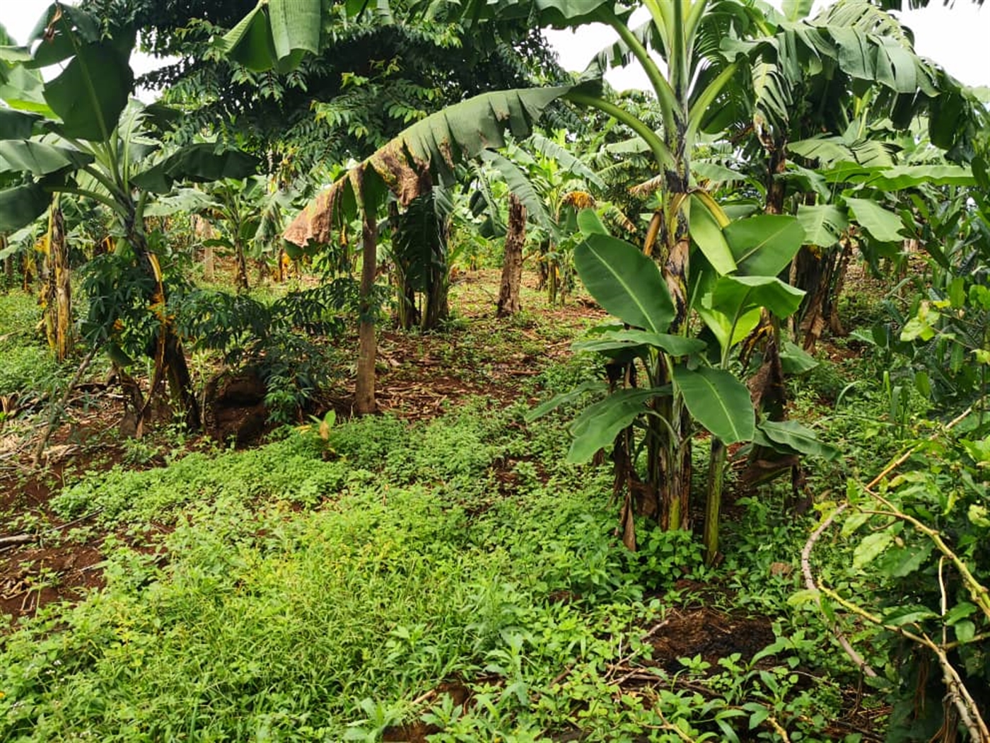 Agricultural Land for sale in Bukasa Kalangala