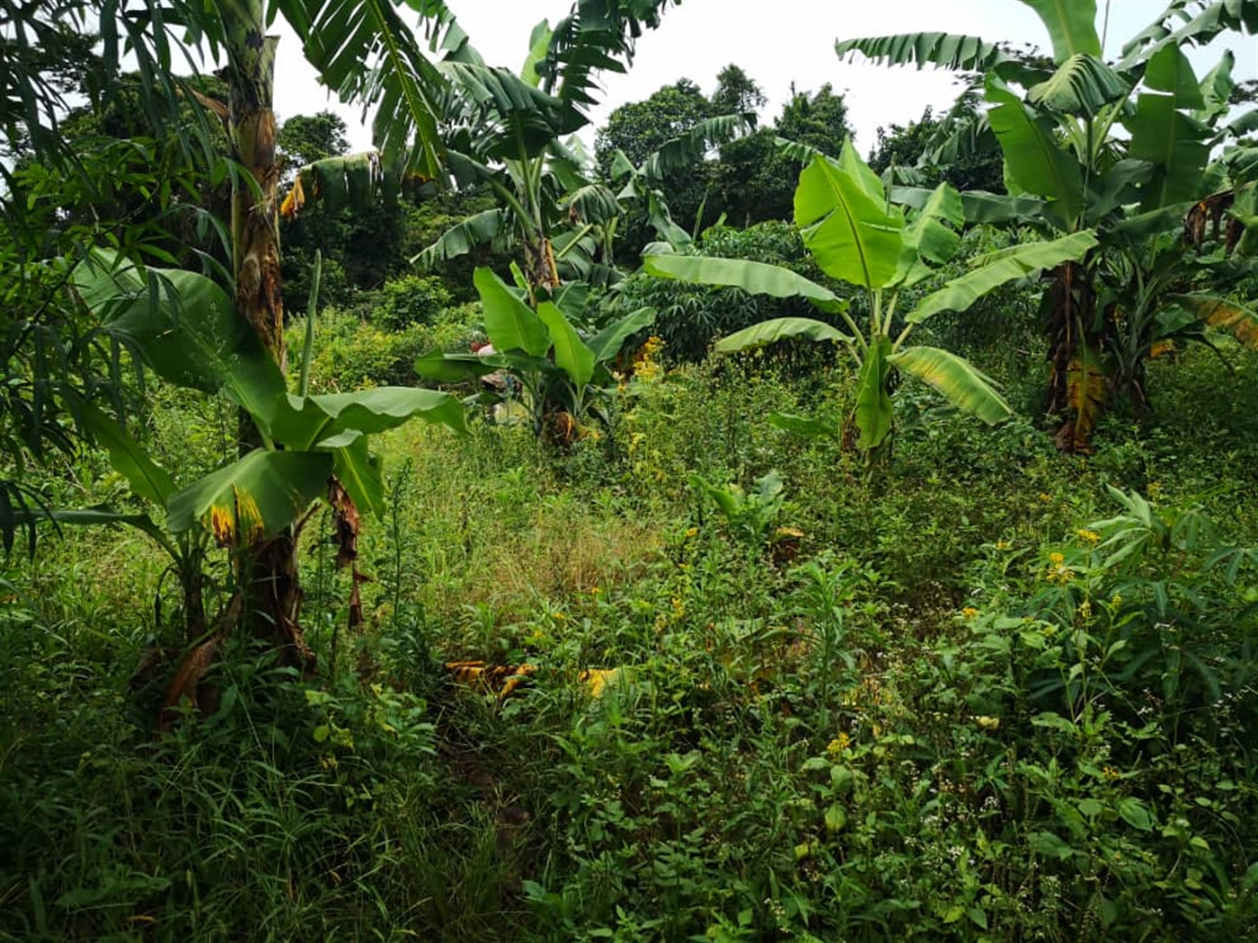 Agricultural Land for sale in Bukasa Kalangala