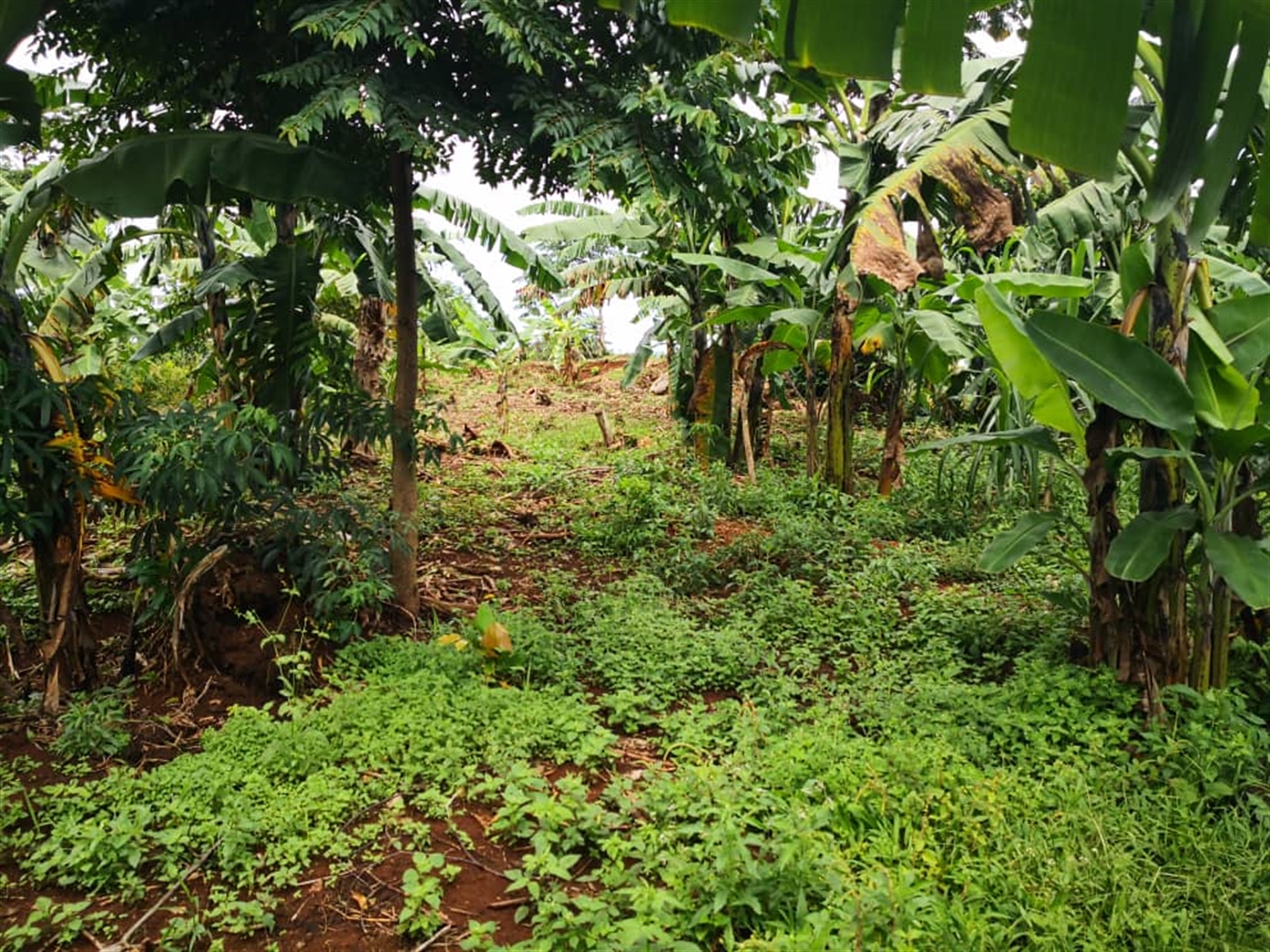 Agricultural Land for sale in Bukasa Kalangala