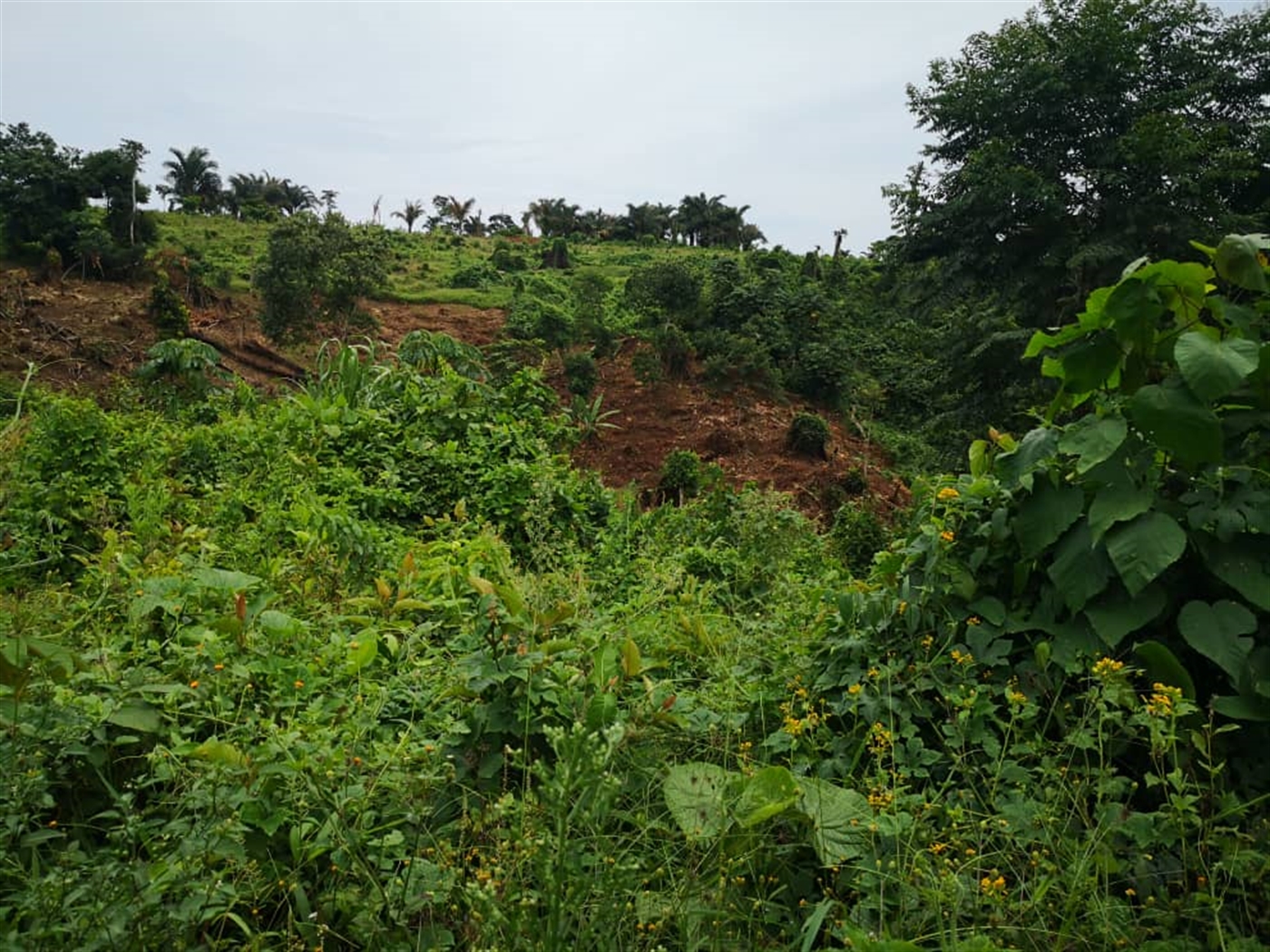 Agricultural Land for sale in Bukasa Kalangala