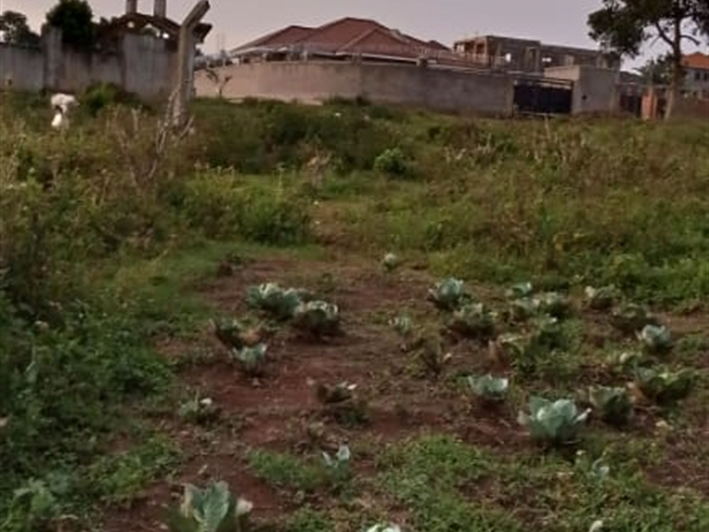 Commercial Land for sale in Kitende Wakiso