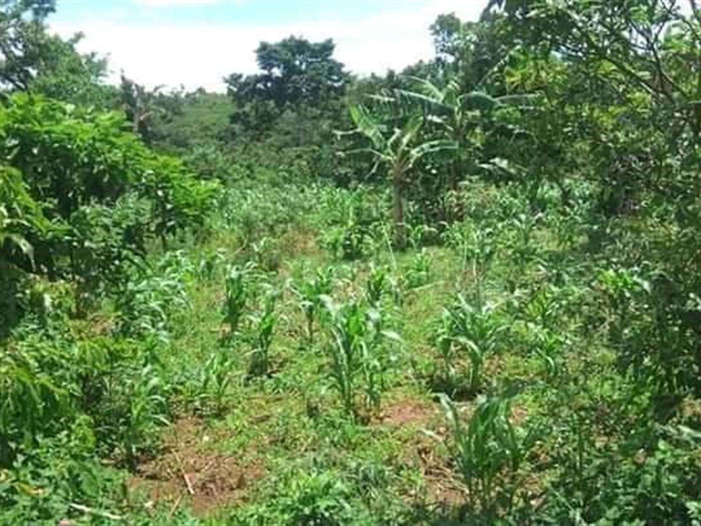 Multipurpose Land for sale in Ziloobwe Luweero