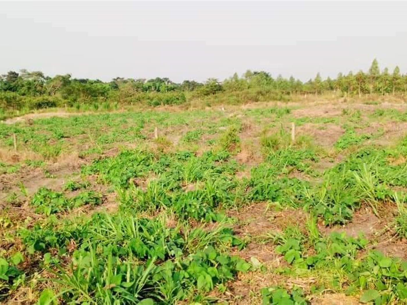 Multipurpose Land for sale in Ziloobwe Luweero