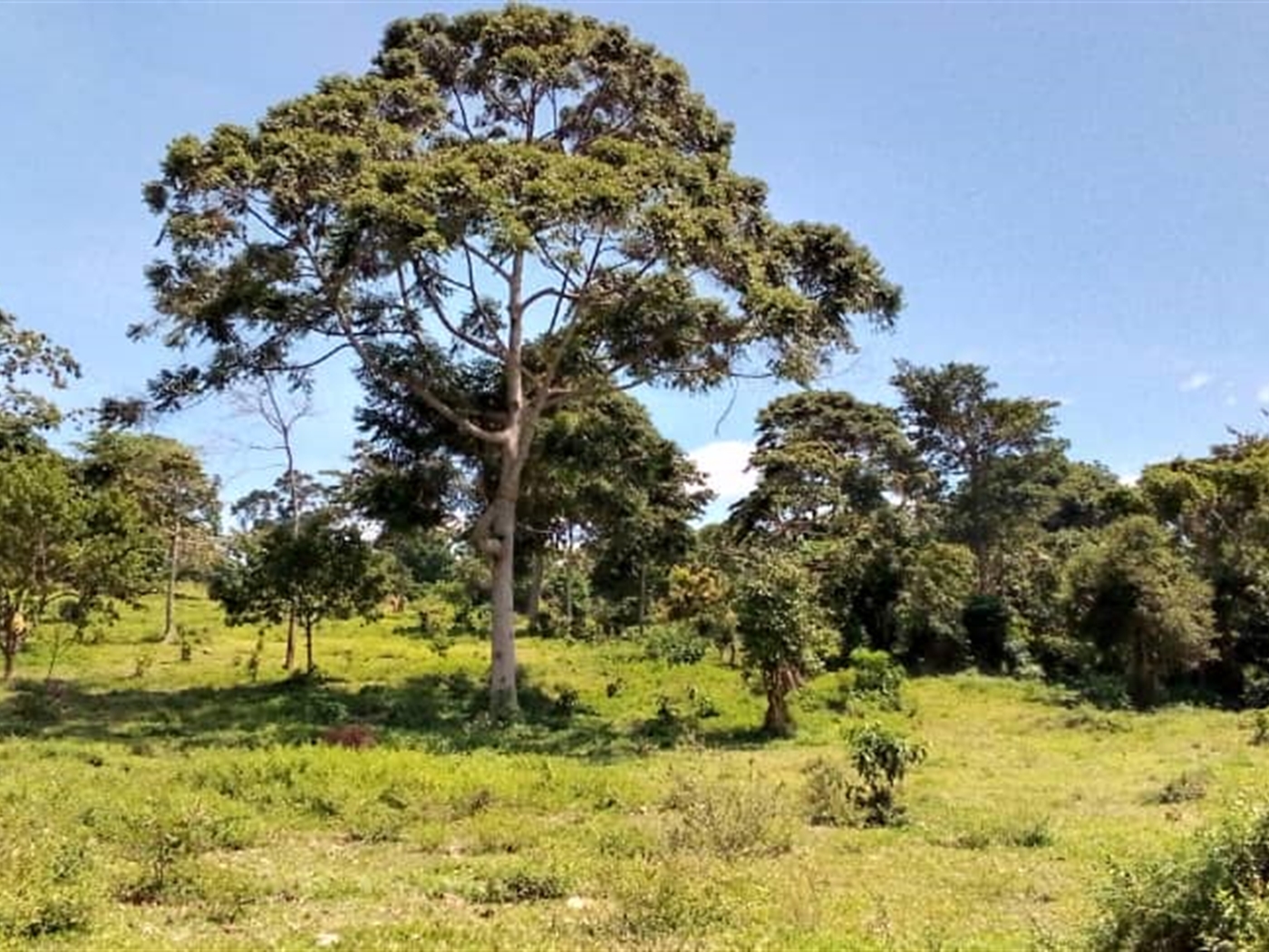 Commercial Land for sale in Mpuuge Mukono