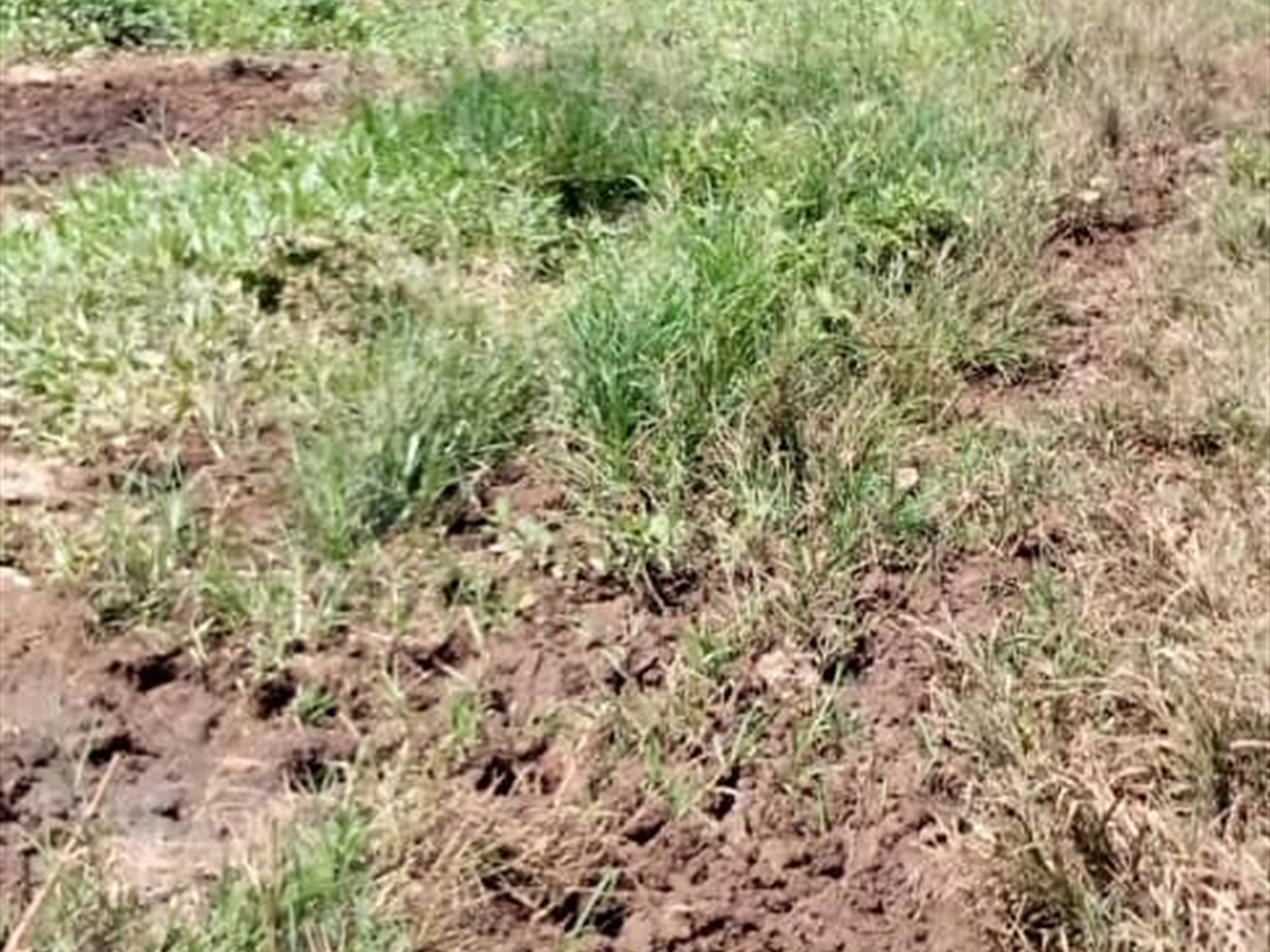 Commercial Land for sale in Mpuuge Mukono