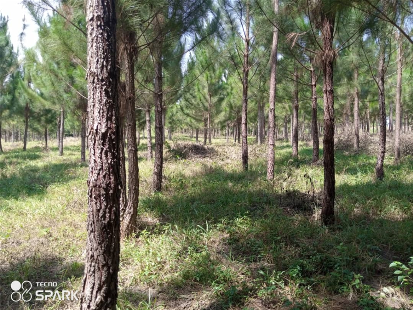 Multipurpose Land for sale in Butalangu Nakaseke