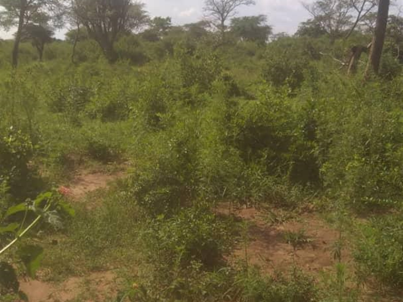 Agricultural Land for sale in Matte Mityana