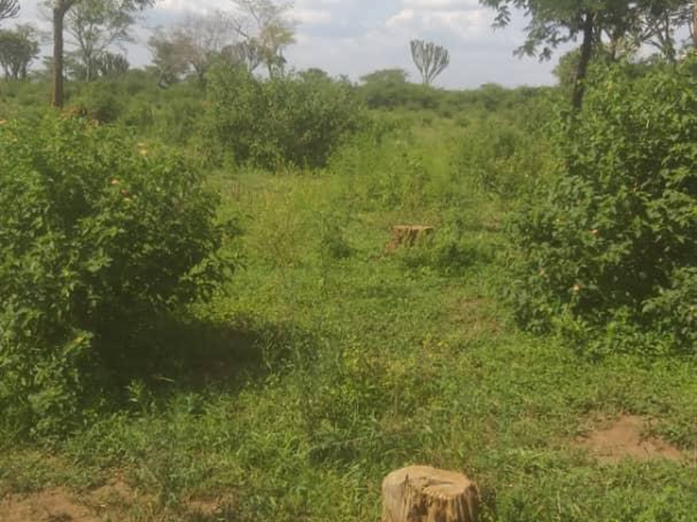Agricultural Land for sale in Matte Mityana