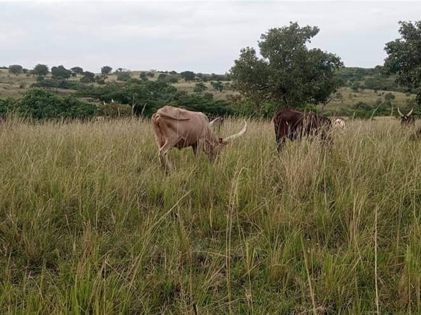 Agricultural Land for sale in Karugutu Kabarole