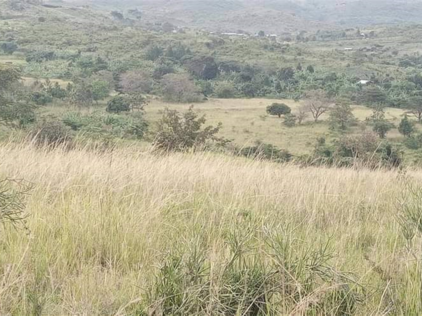 Agricultural Land for sale in Karugutu Kabarole