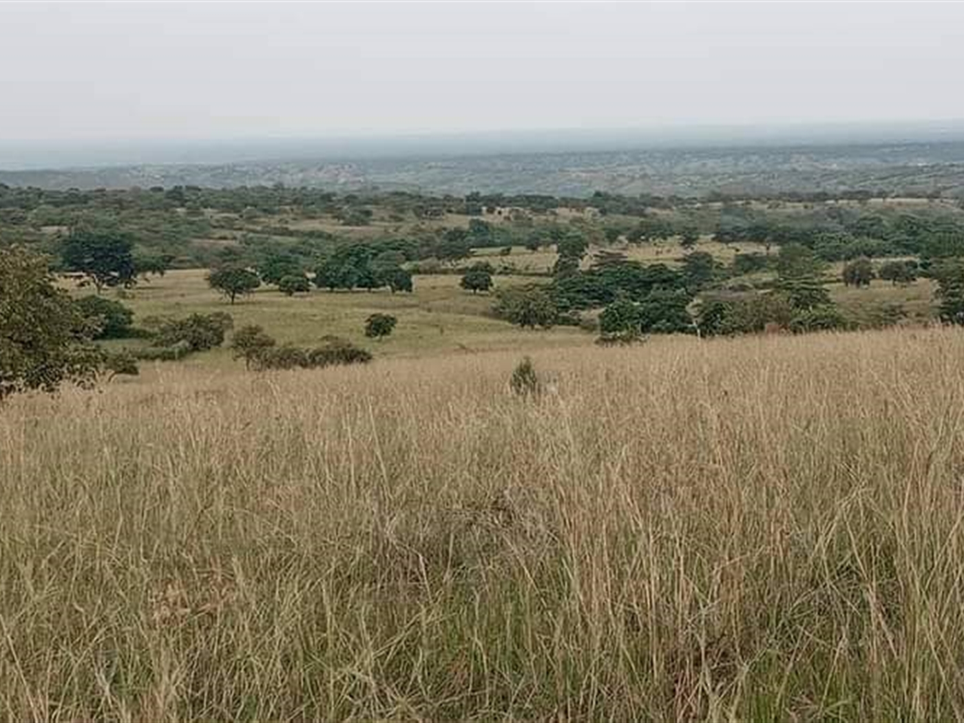 Agricultural Land for sale in Karugutu Kabarole