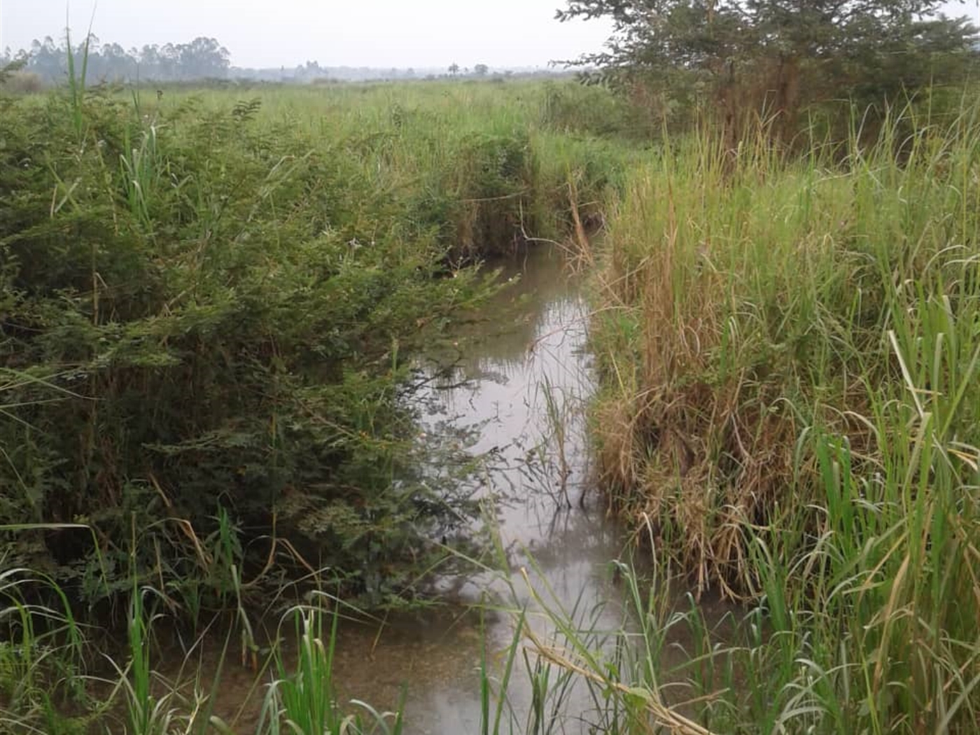 Agricultural Land for sale in Kito Nakaseke