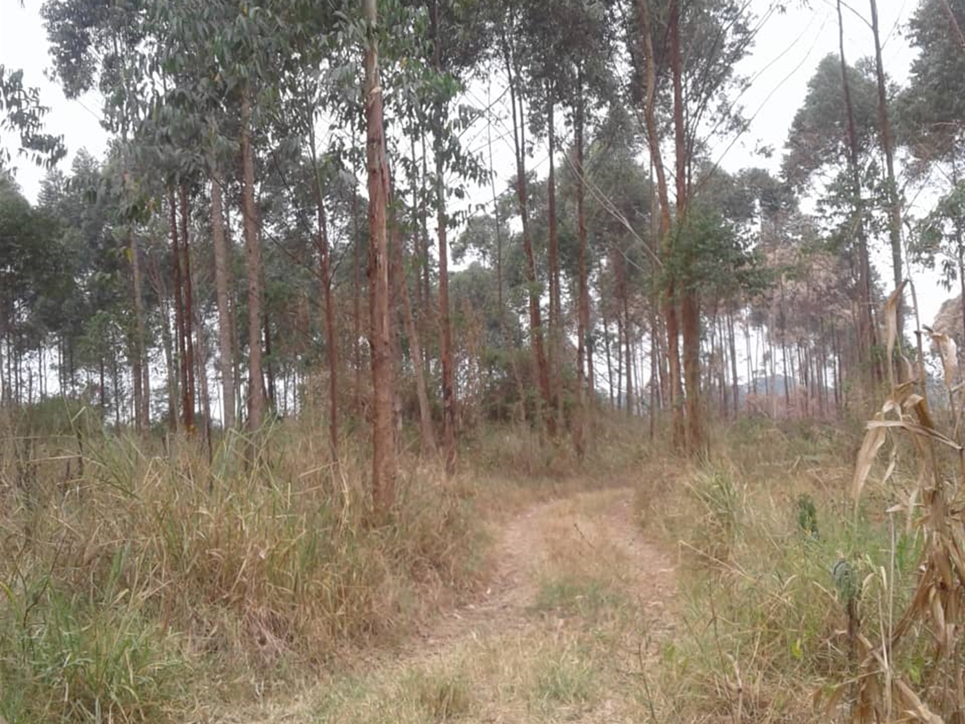 Agricultural Land for sale in Kito Nakaseke