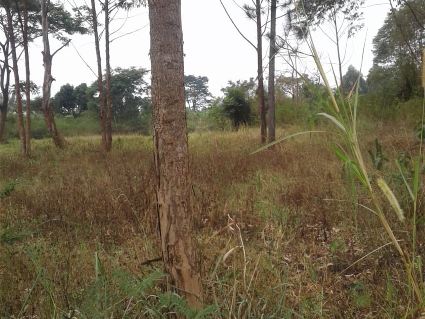 Agricultural Land for sale in Kito Nakaseke