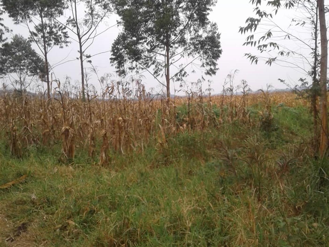 Agricultural Land for sale in Kito Nakaseke