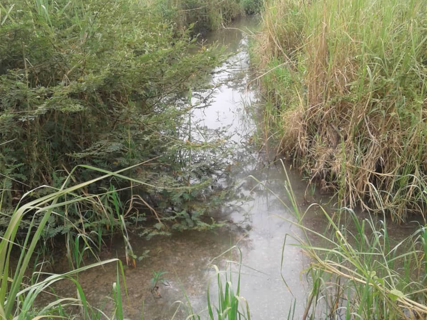 Agricultural Land for sale in Kito Nakaseke